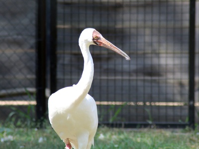 Siberian Crane