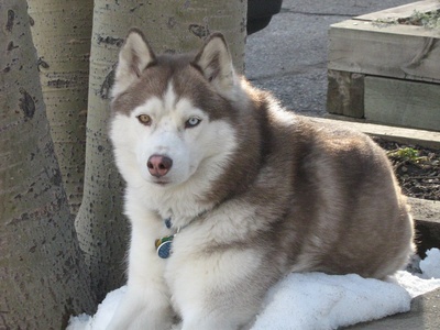 Siberian Husky