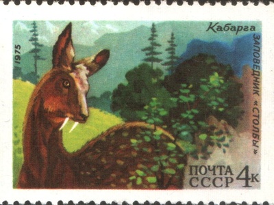 Siberian Musk Deer