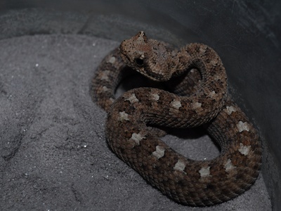 Sidewinder rattlesnake