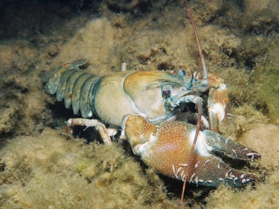 Signal Crayfish