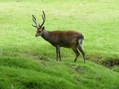 Sika deer