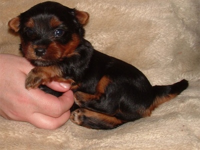 Silky Terrier