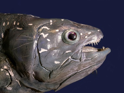 Silver-cheeked toadfish