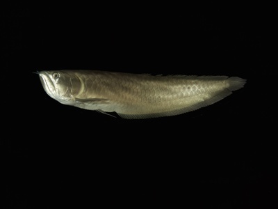 Silver arowana