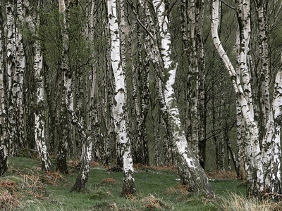 Silver birch