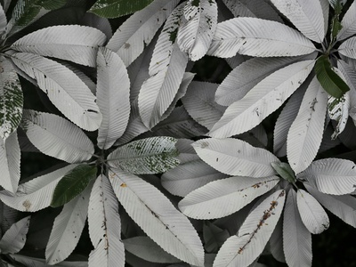 Silver cluster-leaf