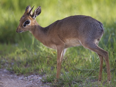 Silver Dik-dik