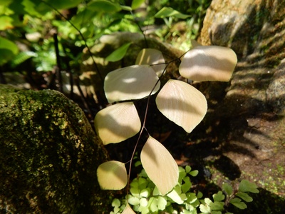 Silver dollar maidenhair
