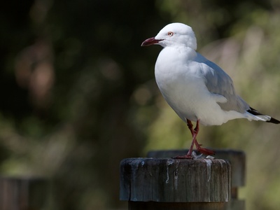 Silver Gull