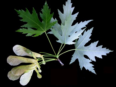Silver maple