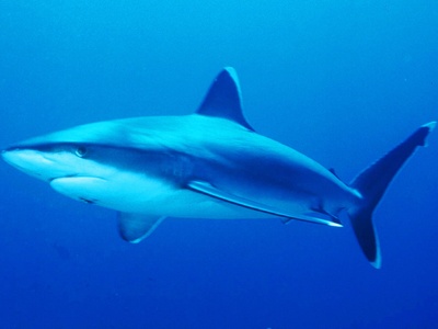 Silvertip Shark
