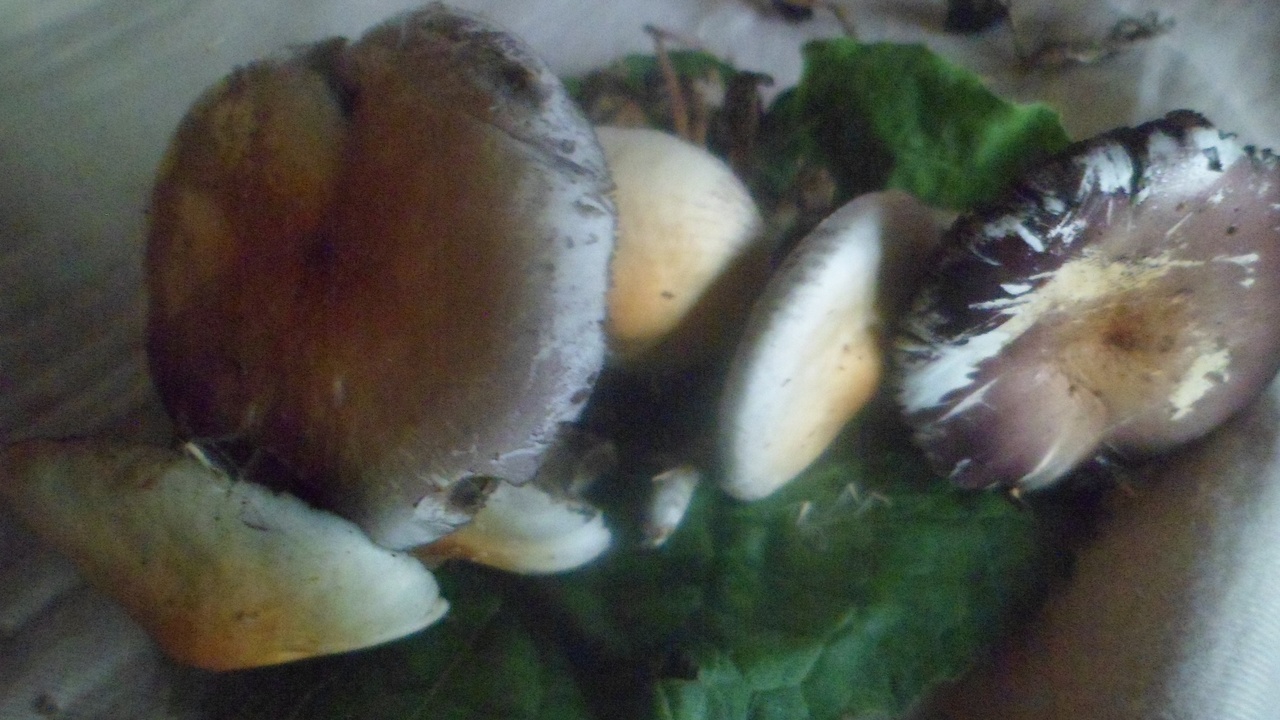 Spore print setup, hand lens, and small field kit for mushroom testing