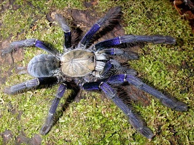 Singapore Blue Tarantula
