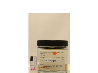 Singapore Freshwater Crab