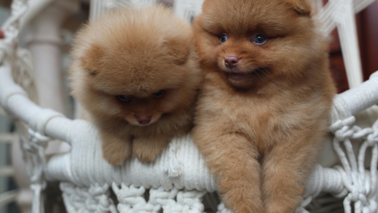 Small and large family dogs in different home settings