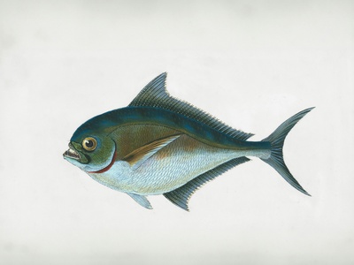 Skipjack tuna