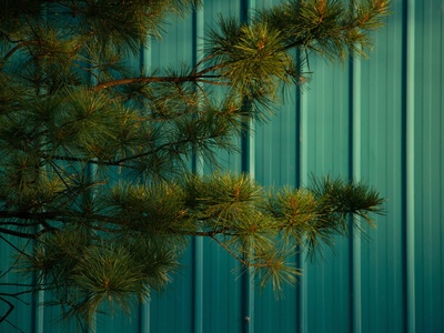 Slash pine