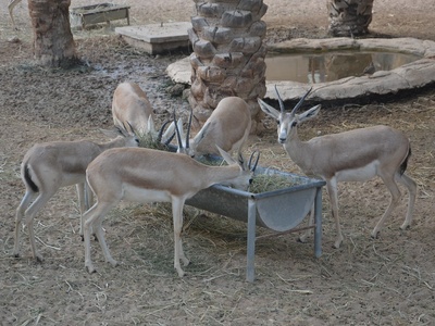 Slender‑horned gazelle