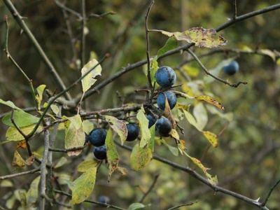 Sloe (blackthorn)