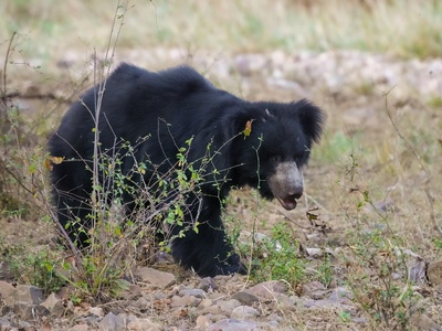 Sloth bear