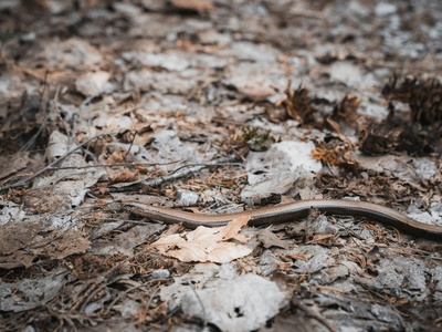 Slow Worm