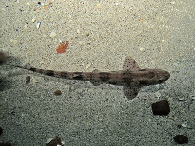 Small-spotted catshark
