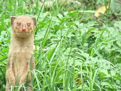 Small Indian mongoose