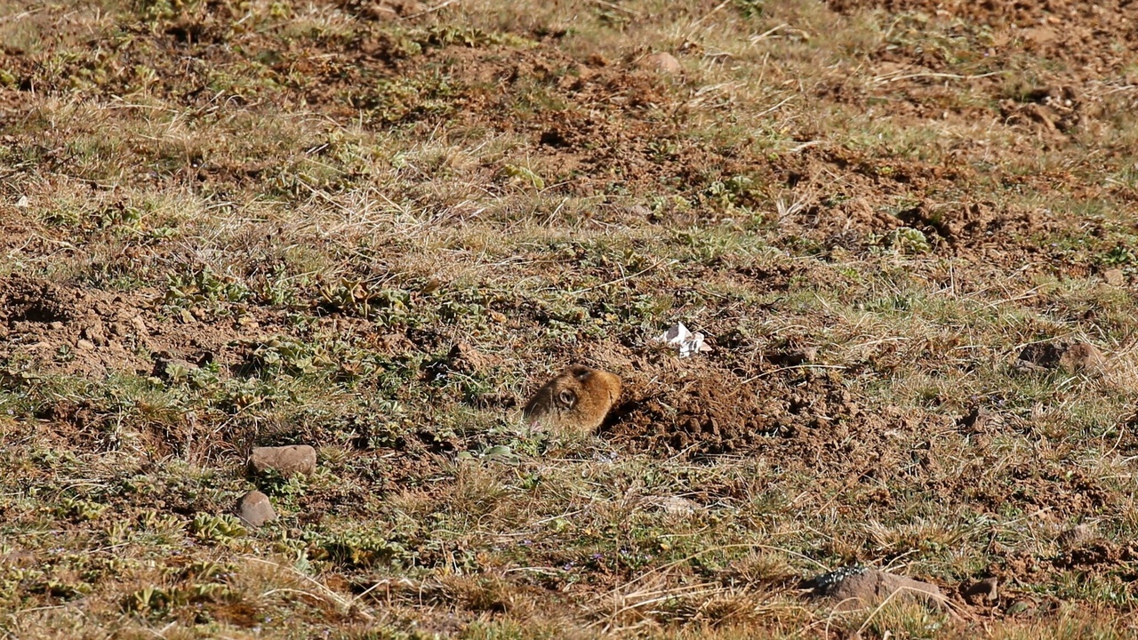 Ethiopian mole-rat, rock hyrax and montane chameleon habitats