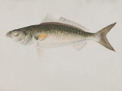 Smallmouth bass (problem populations)