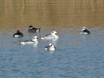 Smew