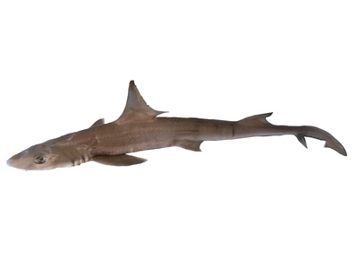 Smooth-hound