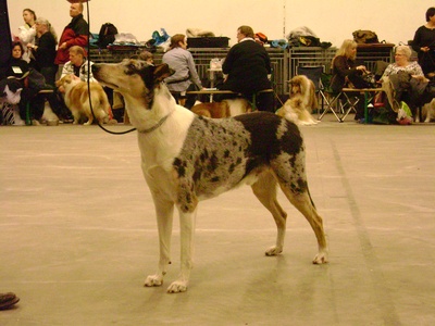 Smooth Collie