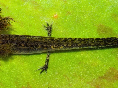 Smooth Newt
