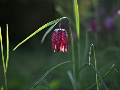 Snakeshead Fritillary