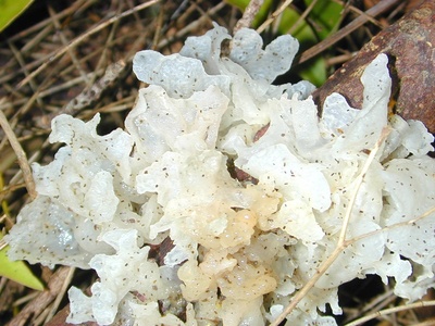 Snow fungus