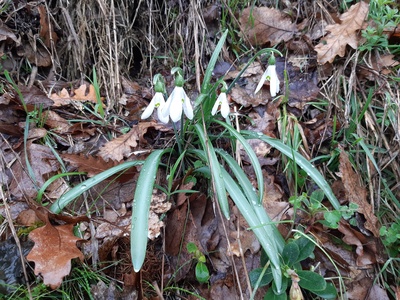Snowdrop