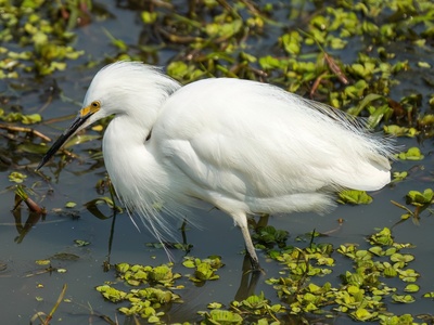Snowy Egret