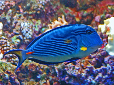 Sohal surgeonfish