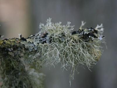 Soil-stabilizing lichen