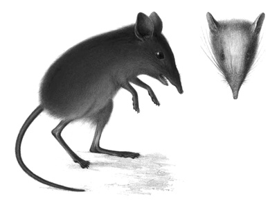 Somali Elephant Shrew