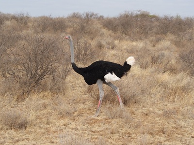Somali Ostrich