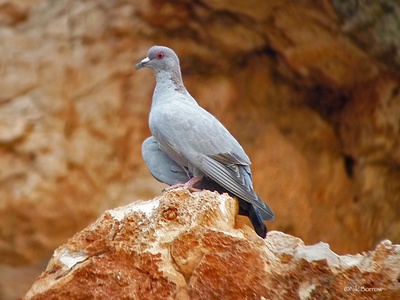 Somali Pigeon