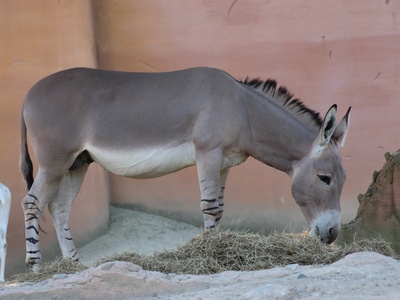 Somali Wild Ass