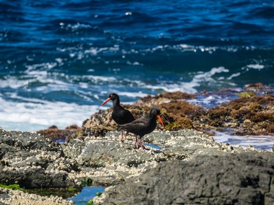 Sooty Oystercatcher