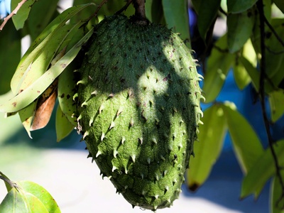 Soursop (Guanábana)