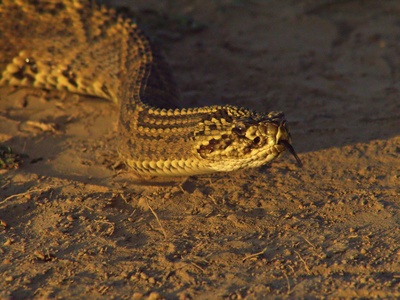 South American rattlesnake