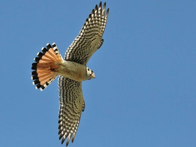Southeastern American Kestrel