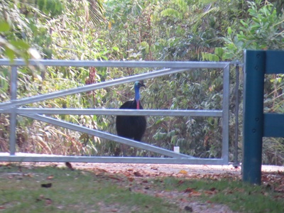 Southern Cassowary