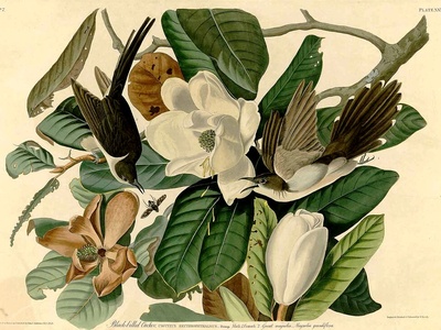 Southern magnolia